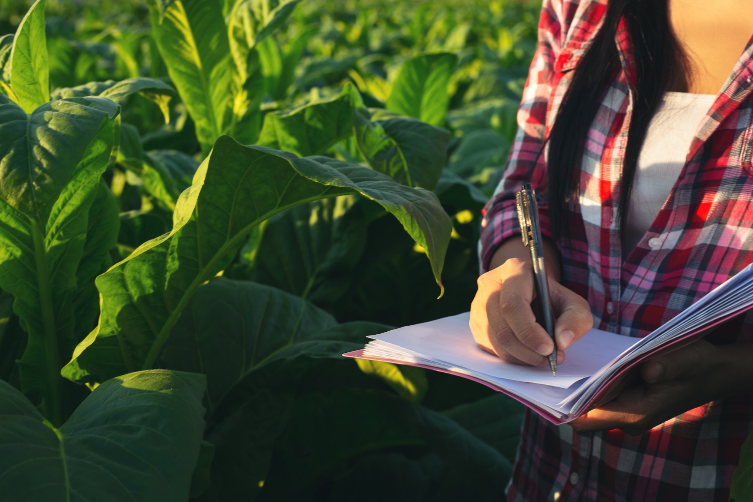 farmers-hold-notebook-check-modern-tobacco-fields